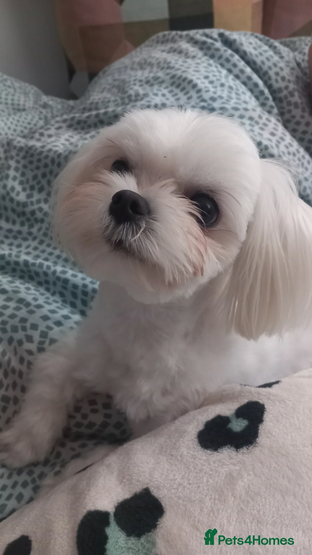 Maltese dogs for stud: Stunning,Proven - KC reg Maltese Stud in Castleford - Advert 2