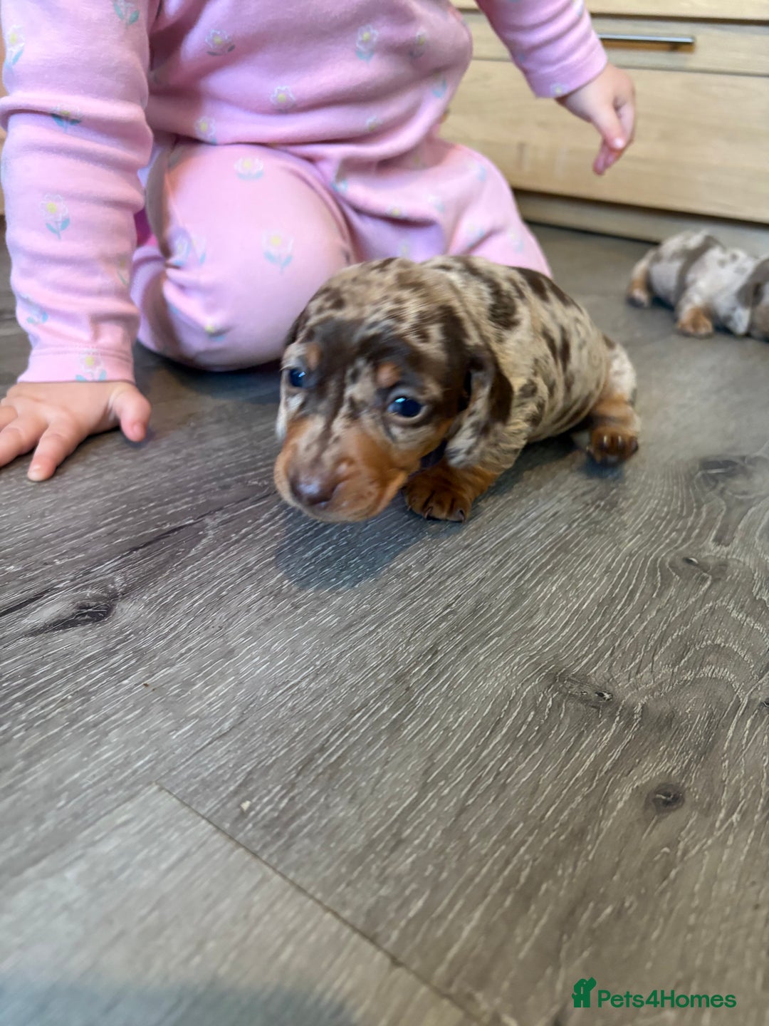 Miniature Dachshund dogs for sale: Adorable Miniature dachshund Babies - Advert 3