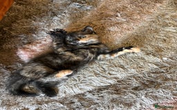 American Shorthair cats for sale: 4 kittens for sale - Image 7