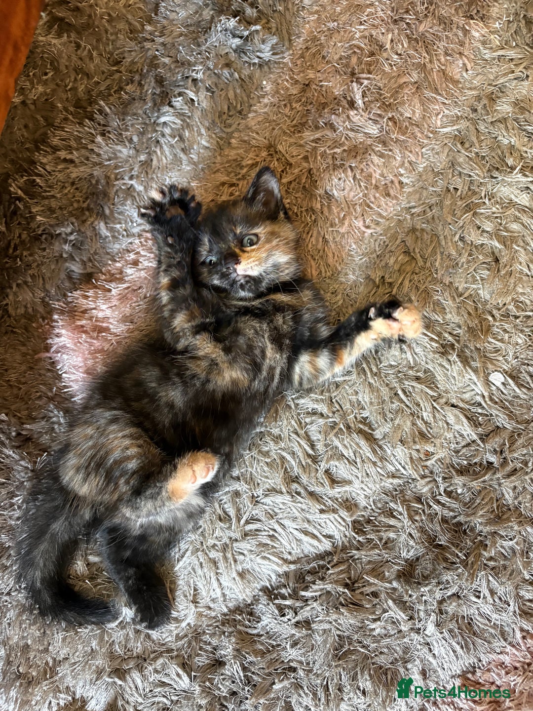 American Shorthair cats for sale: 4 kittens for sale - Image 7