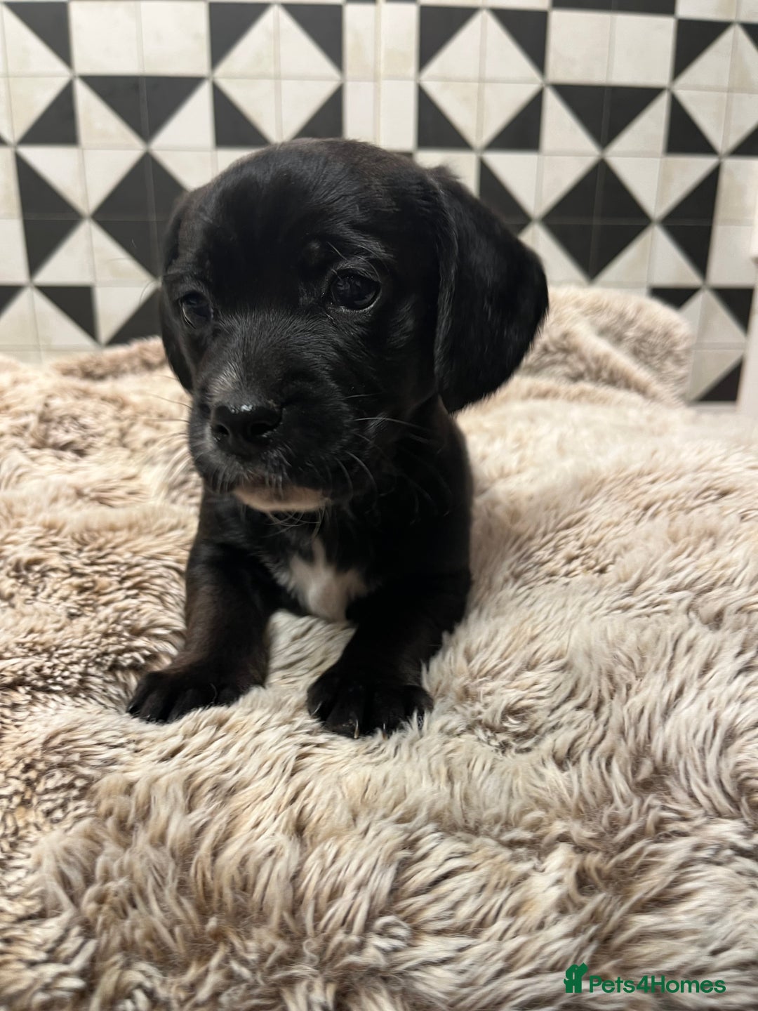 Mixed Breed dogs for sale: Cockerjacks - Advert 4