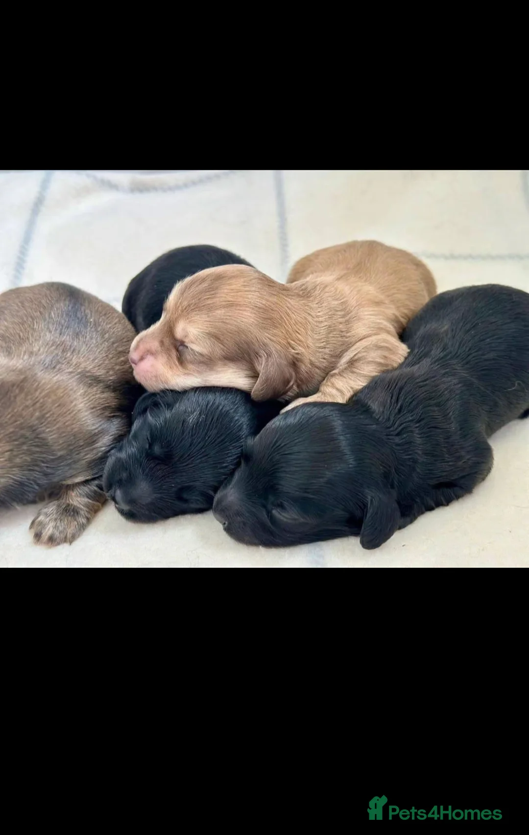 Miniature Dachshund dogs for sale: Stunning Litter of Mniature Dachshund Puppies - Advert 8