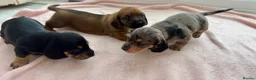 Miniature Dachshund dogs for sale: Beautiful Miniature dachshunds for sale  in Southampton - Advert 8