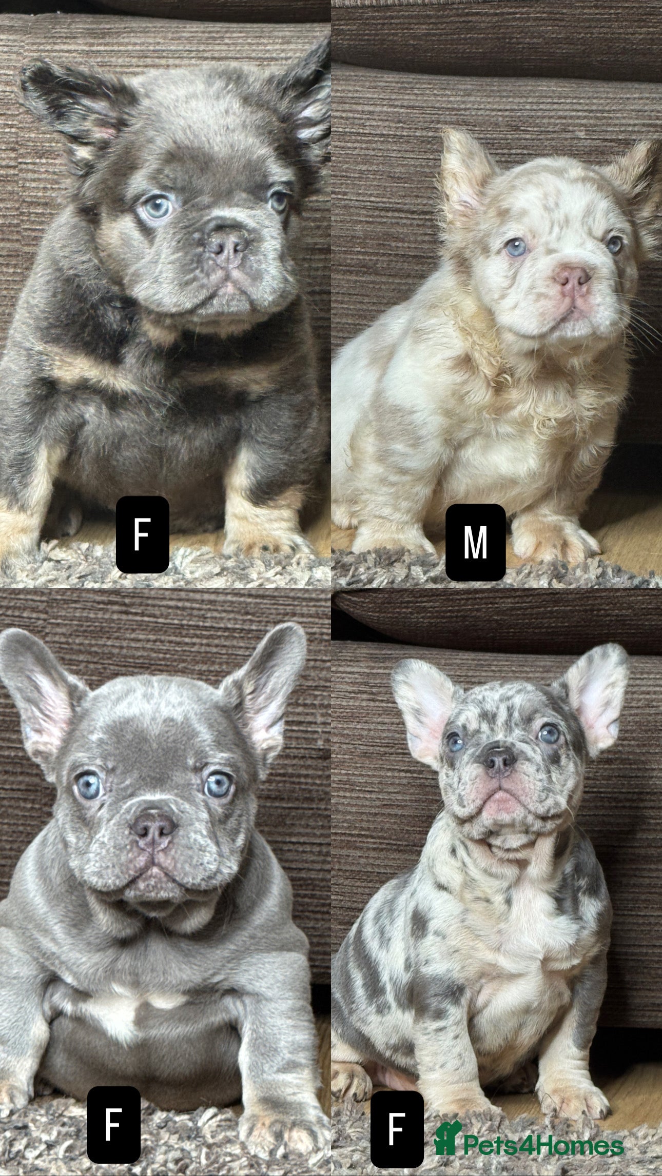 French Bulldog dogs Last 4 Unique French bulldog Fluffy boy £2500  - Advert 14