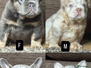 French Bulldog dogs Last 4 Unique French bulldog Fluffy boy £2500 - Advert 14