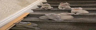 British Shorthair 3 lilac
