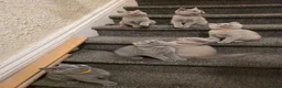 British Shorthair cats for sale: GCCF Active Parents- 6 British Shorthair Kittens - Advert 7