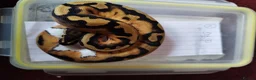 Python Snake reptiles for sale: Cb royal pythons  - Advert 27