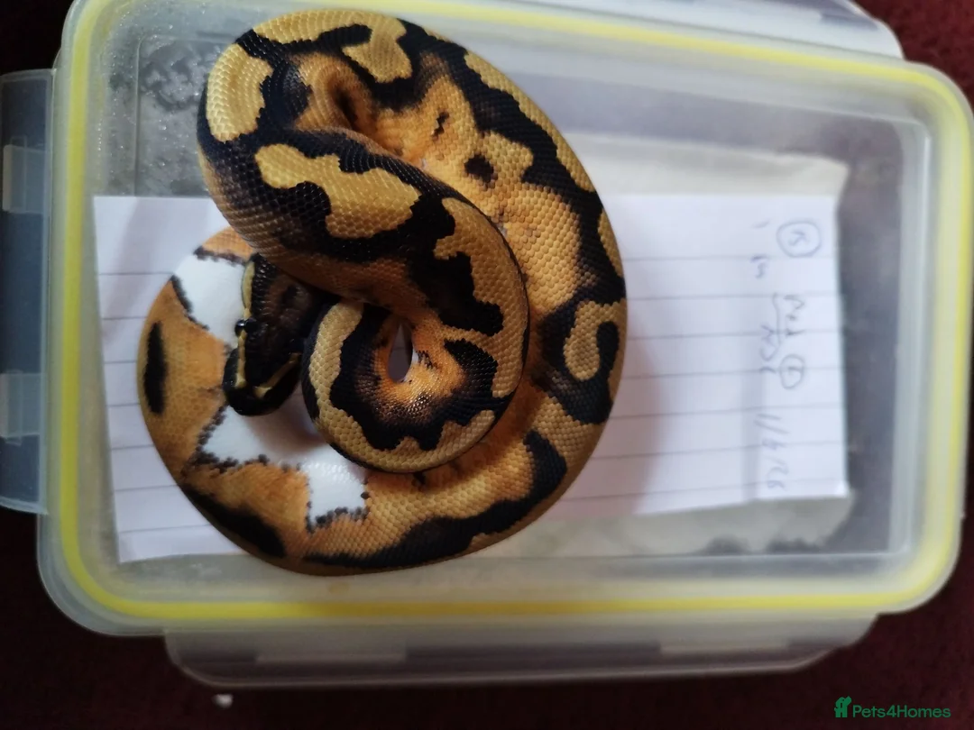 Python Snake reptiles for sale: Cb royal pythons  - Advert 27