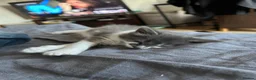 Mixed Breed cats for sale: Sweet boy ready to find his home - Advert 10
