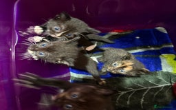 Mixed Breed cats for sale: Mix breed kittens for sale - Image 10