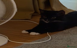 British Shorthair cats for sale: Two male kittens  - Image 5