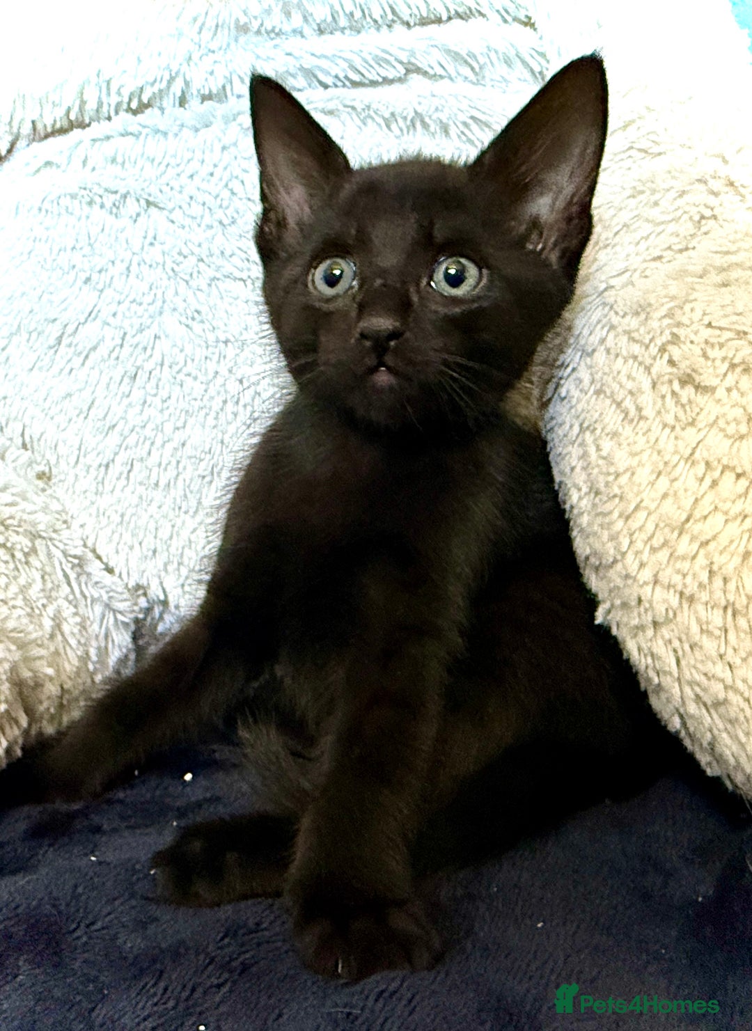 Mixed Breed cats for sale: Beautiful siamese mix kittens - Image 16