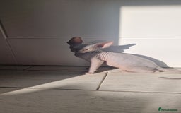 Sphynx cats for sale: Sphynx  - Image 4