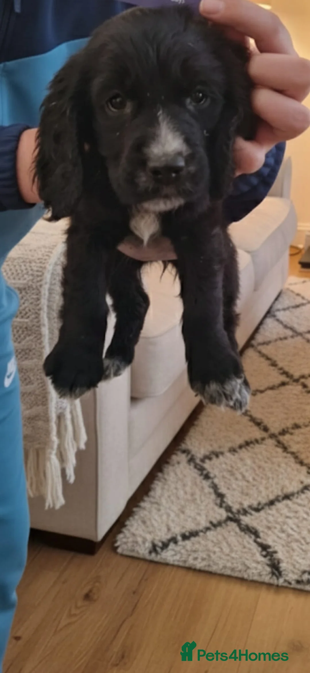 Cockapoo dogs for sale: 7 stunning cockapoo puppies in Slough - Advert 3