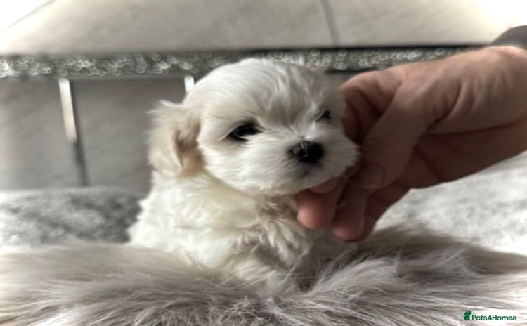 Maltese dogs KC Registred Maltese puppies  - Advert 11