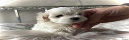 Maltese dogs for sale:  KC Registred Maltese puppies  - Advert 1