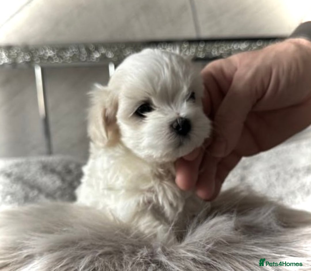 Maltese dogs for sale:  KC Registred Maltese puppies  - Advert 1
