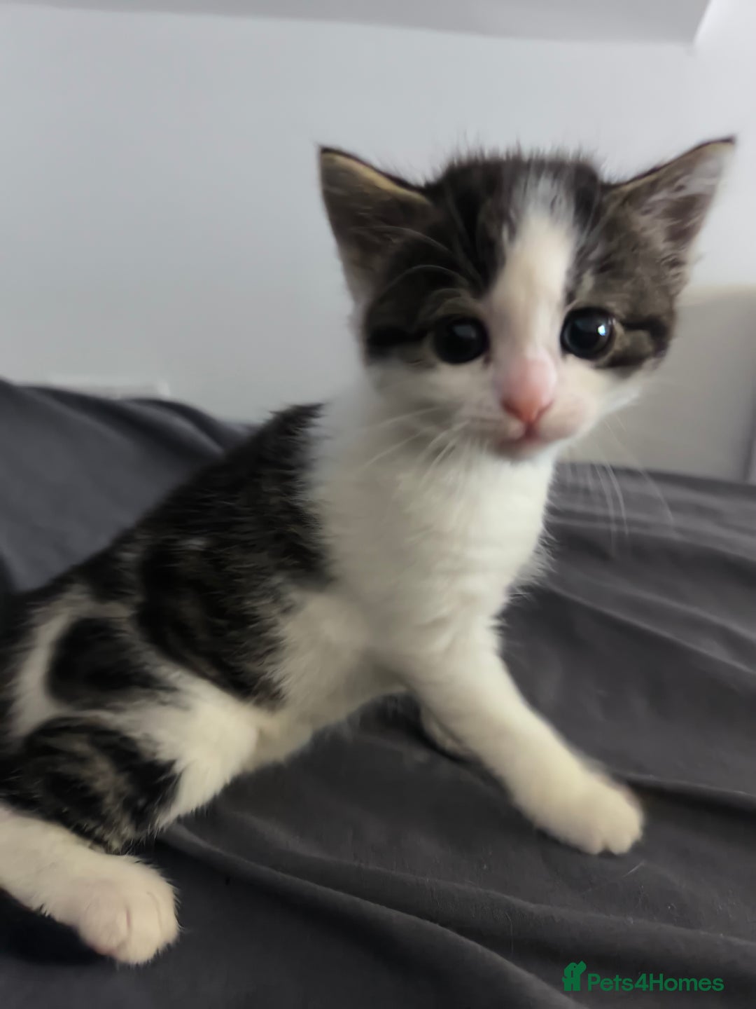Mixed Breed cats for sale: Beautiful kittens are looking for a new family. - Advert 18