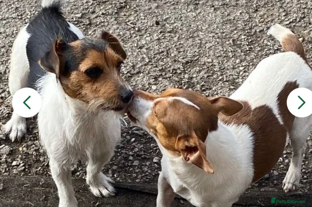 Jack Russell dogs for sale: Small Jack Russell pup available  - Advert 12