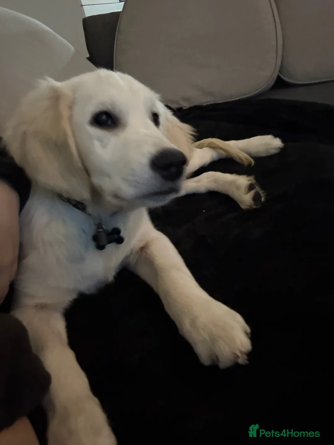 Golden Retriever dogs for sale: 6 month old, Male golden retriever  - Advert 12