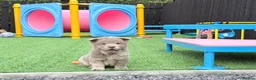Chow Chow dogs for sale: Genuine exotic colour chowski puppies for sale - Advert 25