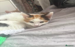 Mixed Breed cats for sale: gorgeous kittens - Image 10