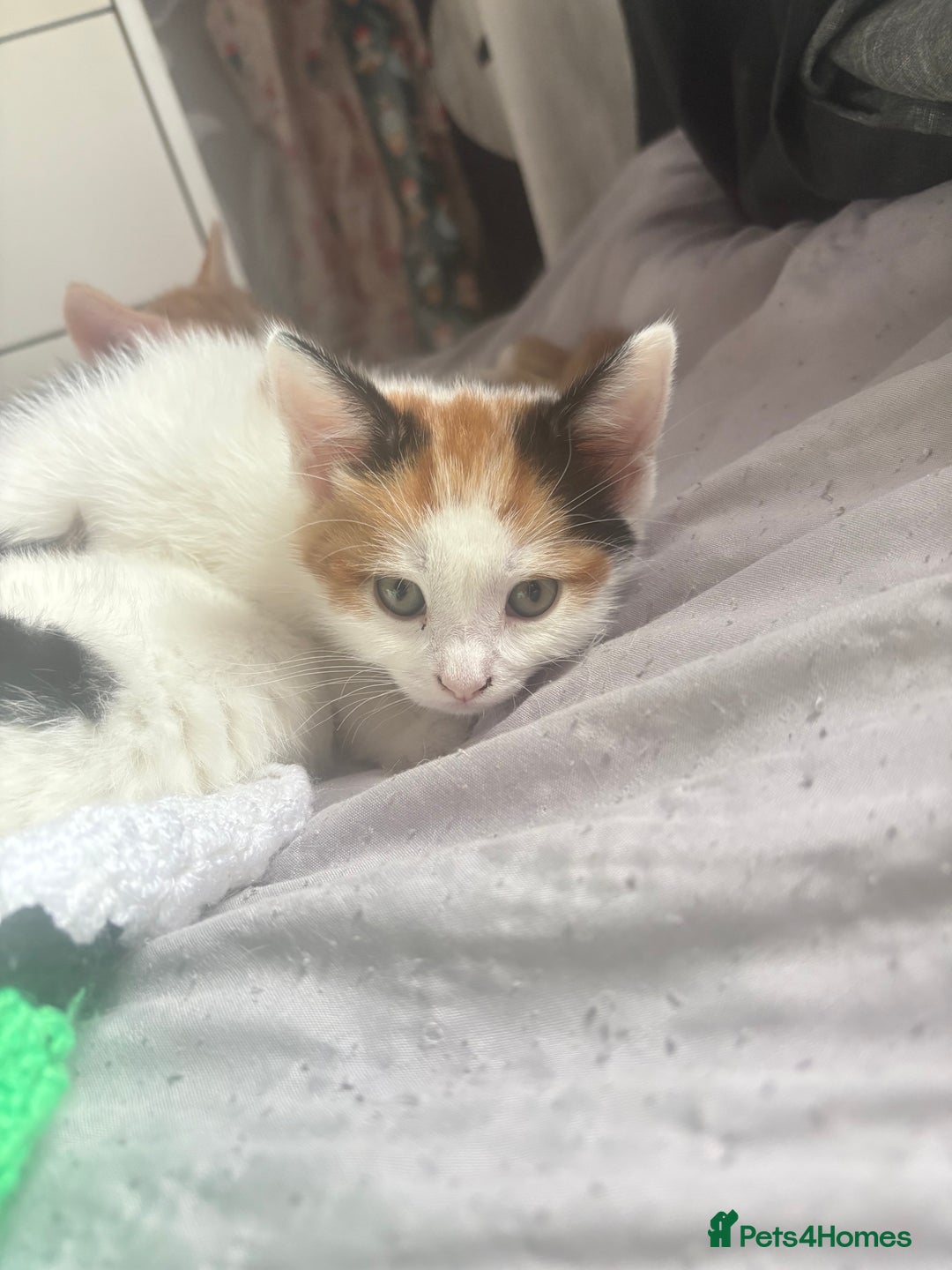 Mixed Breed cats for sale: gorgeous kittens - Image 10