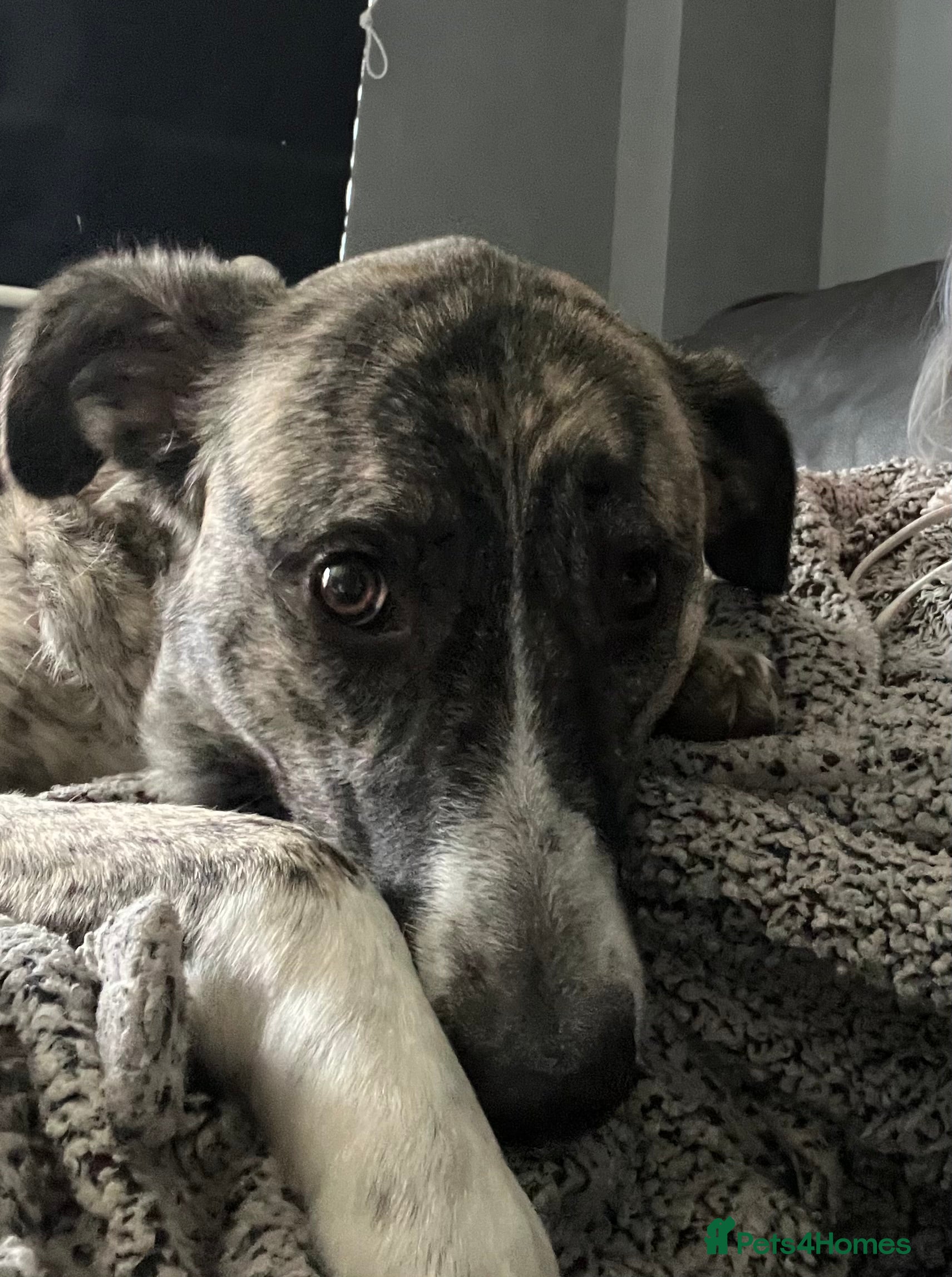 Mixed Breed dogs Bears looking for a loving new home - Advert 1