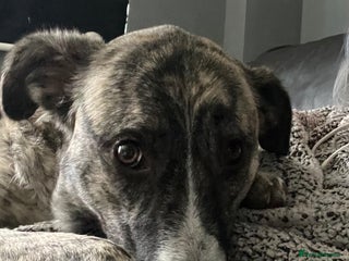 Mixed Breed dogs - Advert 21