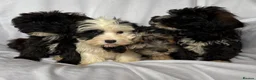 Mixed Breed dogs for sale: Sealyham X Poodle Puppies  - Advert 24