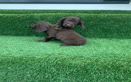 Cocker Spaniel dogs for sale: Kc cocker spaniel puppies  - Image 9