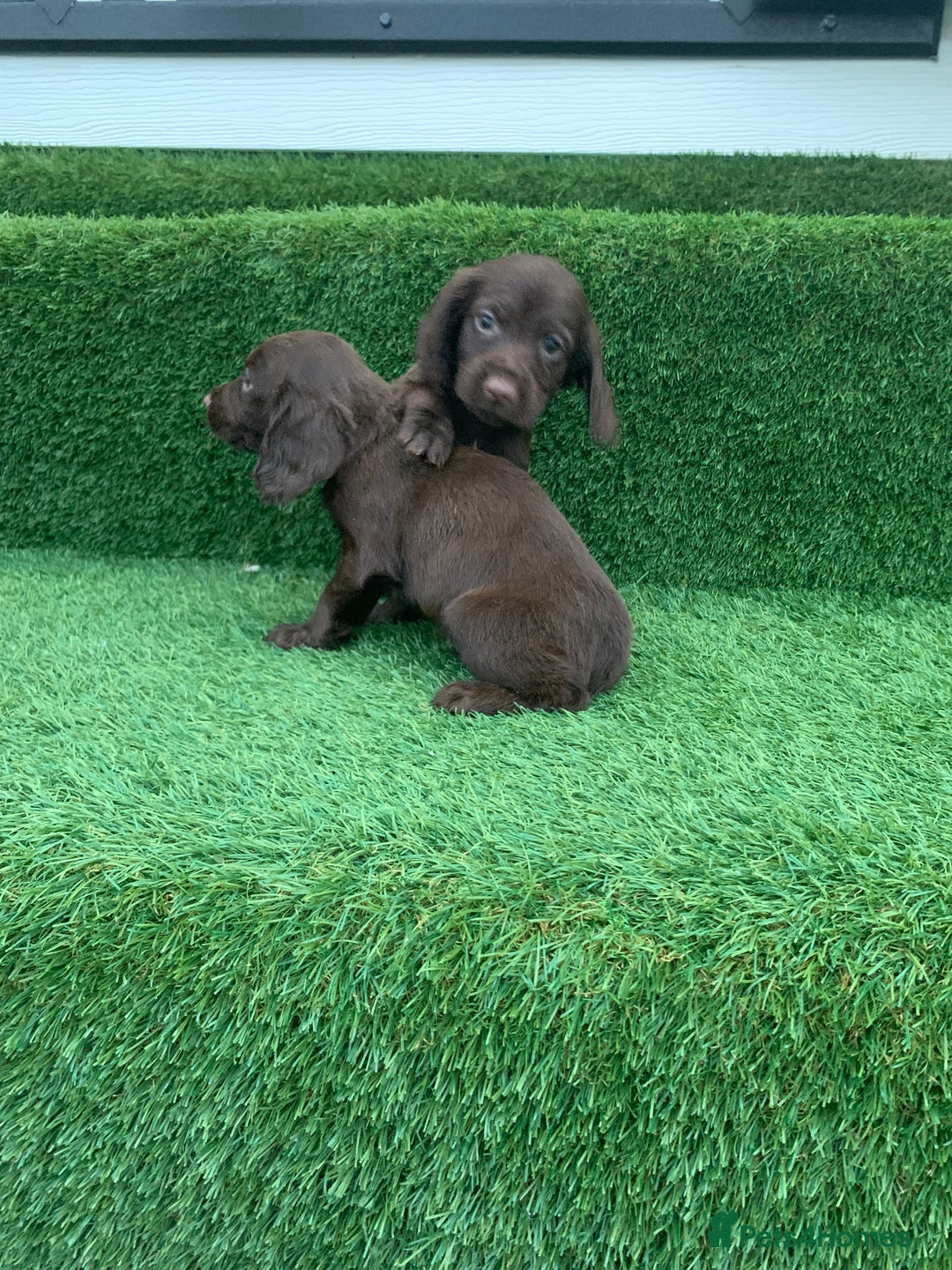 Cocker Spaniel dogs for sale: Kc cocker spaniel puppies  - Image 9