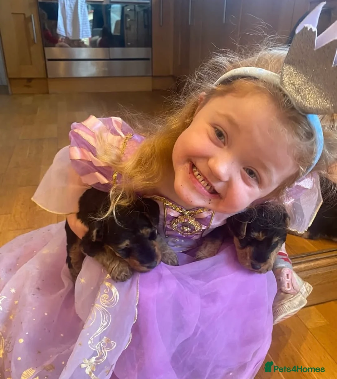 Welsh Terrier dogs for sale: PLL clear, Stunning KC reg Welsh Terrier Puppies - Advert 3