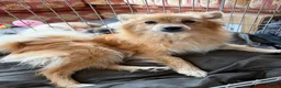 Pomeranian dogs for sale:  April fools Pomeranian puppies - Advert 2