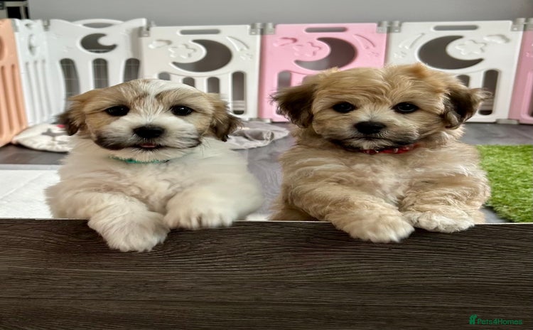 Mixed Breed dogs - Advert 2