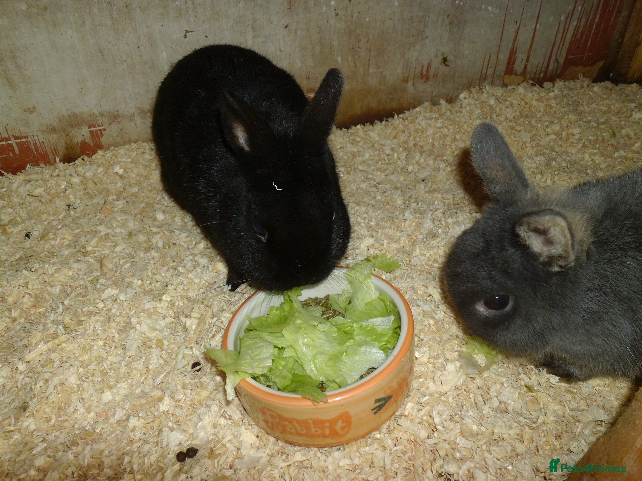 Mixed Breed rabbits ready to forever homes - Advert 3