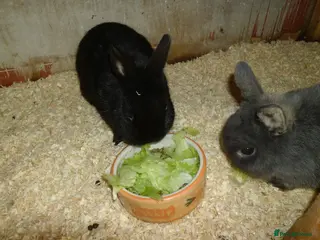 Mixed Breed rabbits ready to forever homes - Advert 3