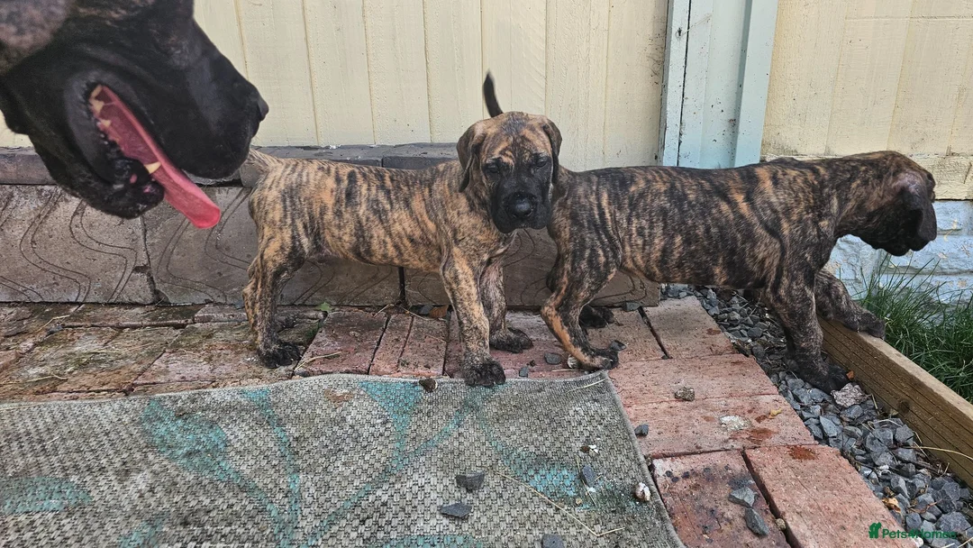 Great Dane dogs for sale: ONLY 3 GIRLS LEFT -BRINDLE GREAT DANES - Advert 2