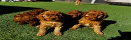 Cavapoo dogs for sale: Beautiful Red F1b Cavapoo - Viewings now welcome - Advert 22
