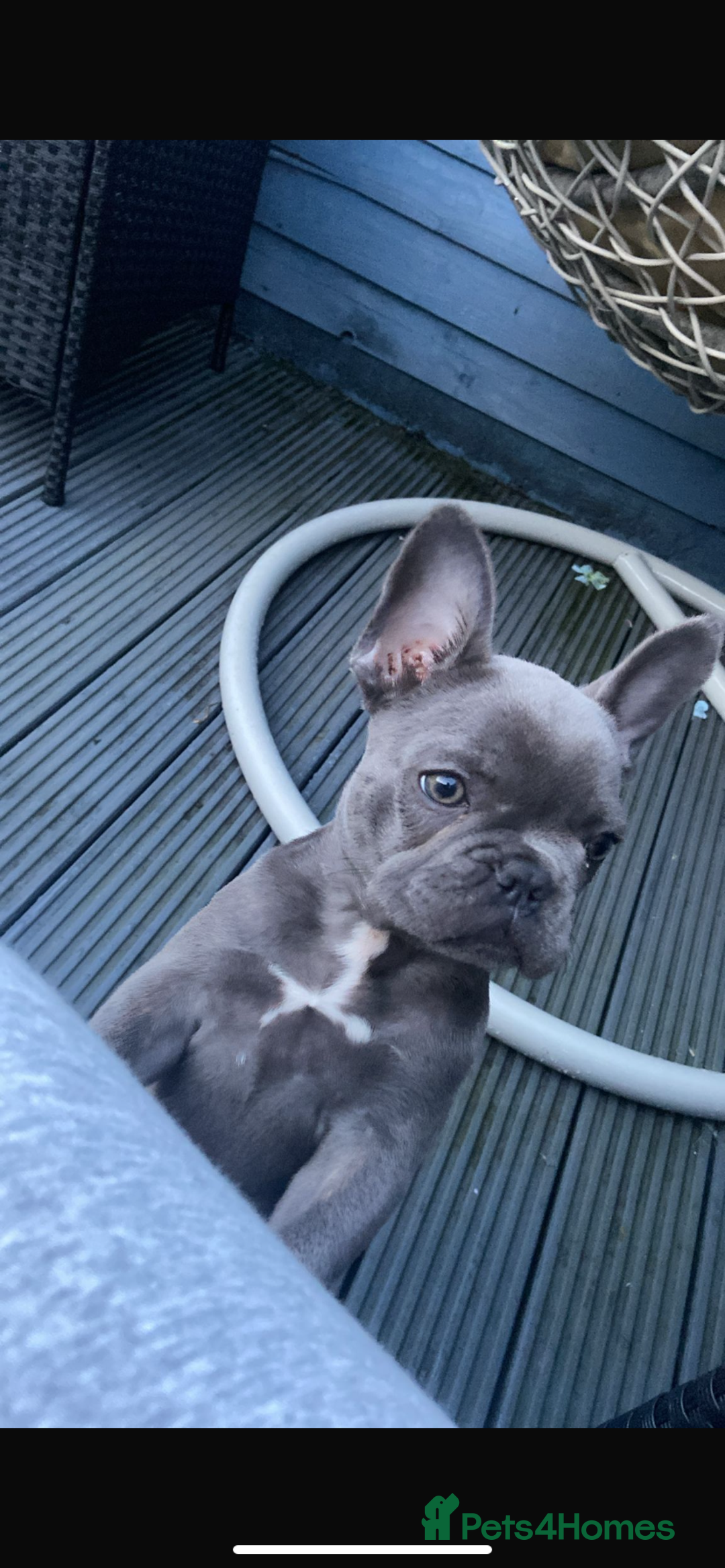 French Bulldog dogs for sale: French bulldog pup girl BLUE 13 weeks old - Image 31