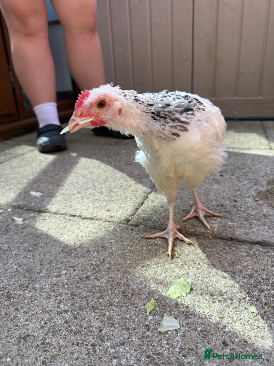 Chickens poultry for sale: 15 week Sussex Cockerel  - Image 2