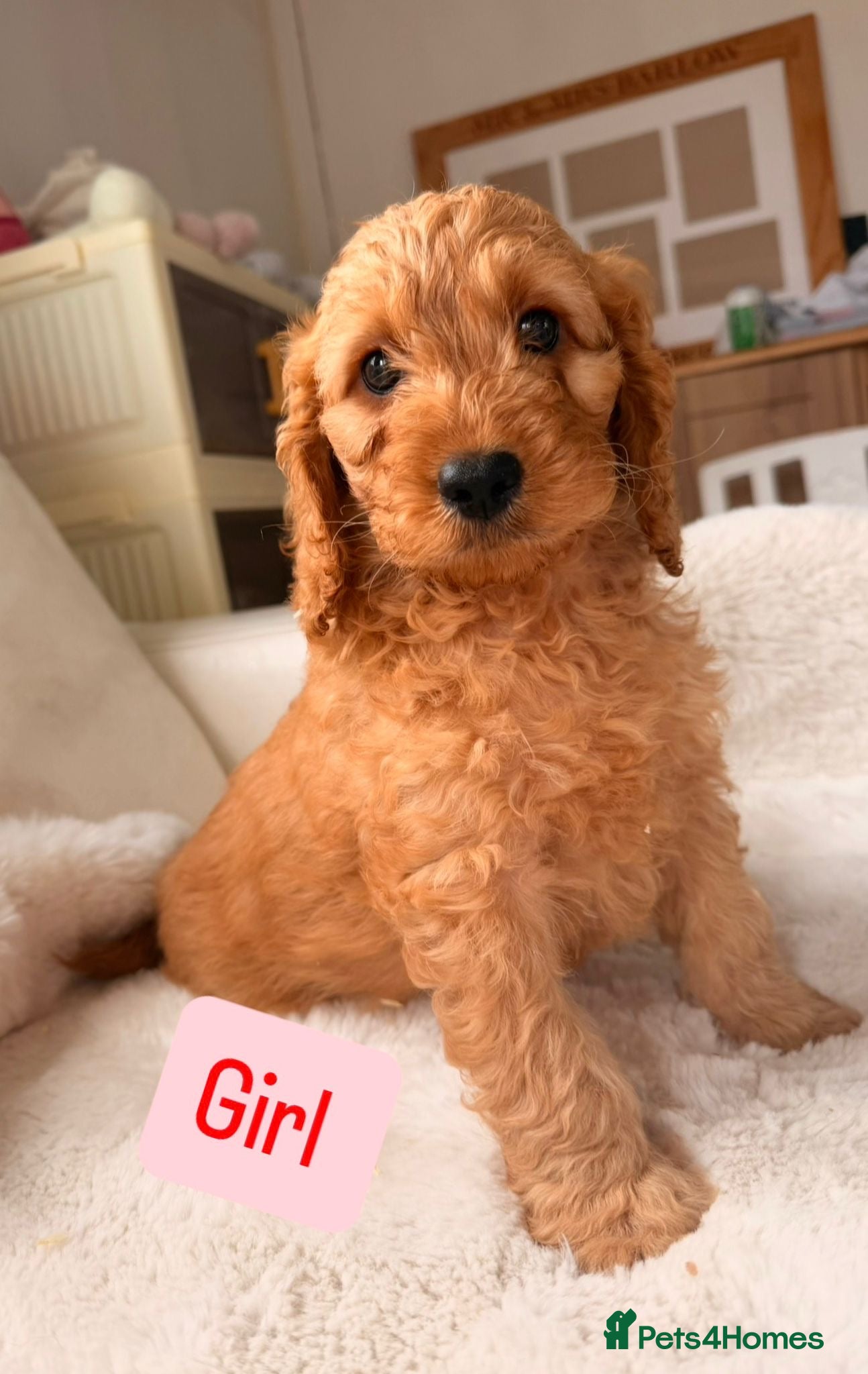 Cockapoo dogs F1 Golden Cockapoo Puppies  - Advert 1