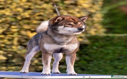 Japanese Shiba Inu dogs for sale: “LAST SESAME BOY  • Champion Broadlands Lineage” - Image 6