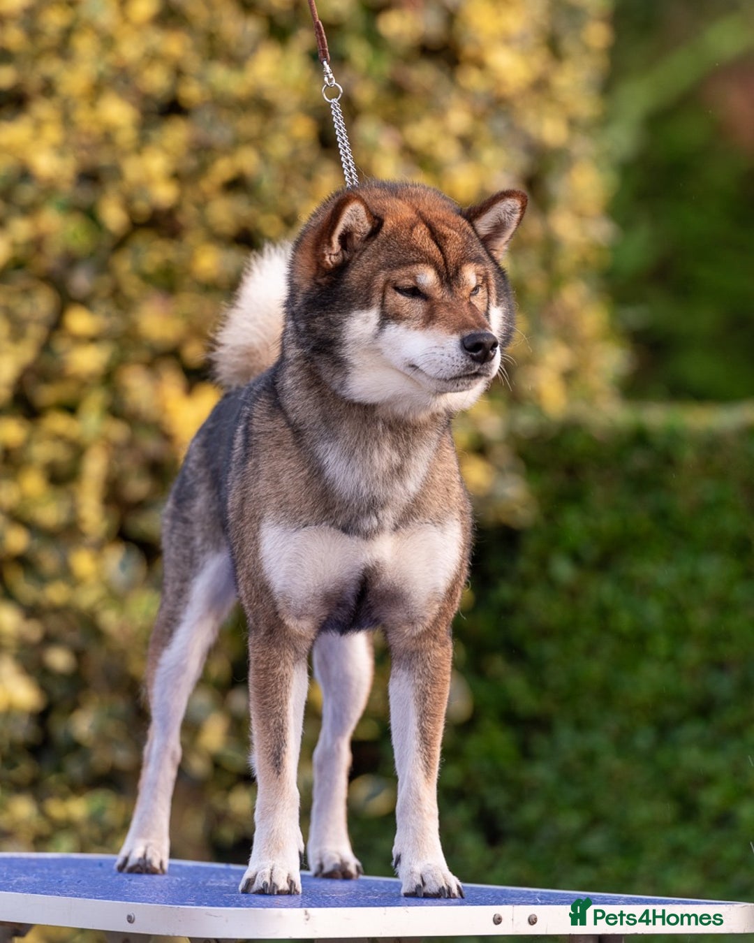 Japanese Shiba Inu dogs for sale: “LAST SESAME BOY  • Champion Broadlands Lineage” - Image 6