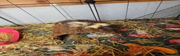 Guinea Pig rodents for sale: 3 female guinea pigs - Advert 1