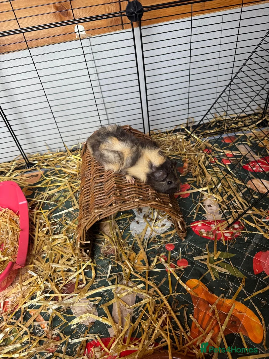 Guinea Pig rodents for sale: 3 female guinea pigs - Advert 1