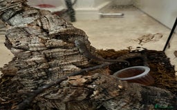 Gecko reptiles for sale: Bauers chameleon gecko  - Advert 2