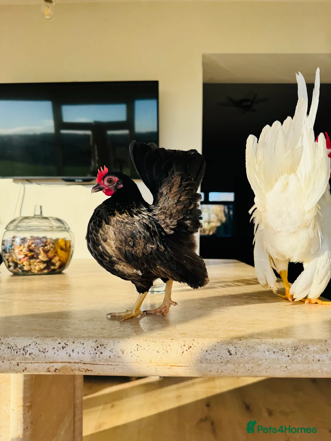 Chickens poultry for sale: Malaysian Serama fresh hatching eggs  - Advert 2