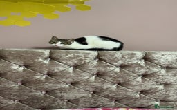 Mixed Breed cats for sale: Cat for sell - Image 2